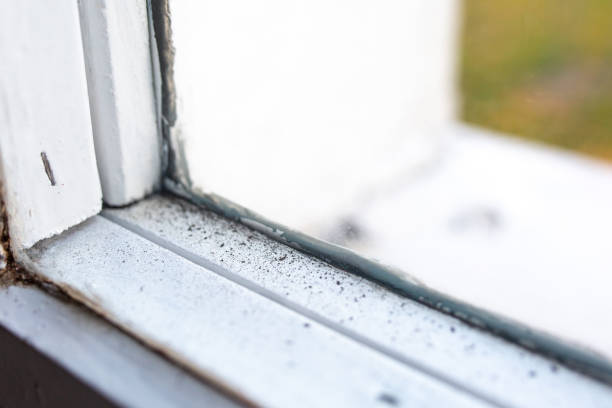 Best Mold Remediation for Healthcare Facilities  in Purdy, MO